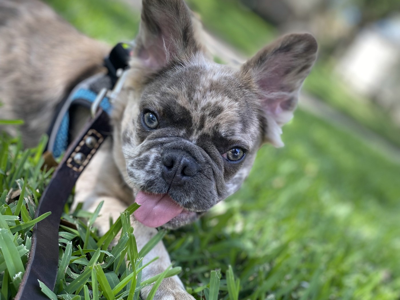 Baxter, a merle French bulldog, in the grass.